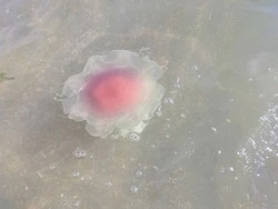 Живую медузу на побережье Сахалина сравнили с сырым яйцом