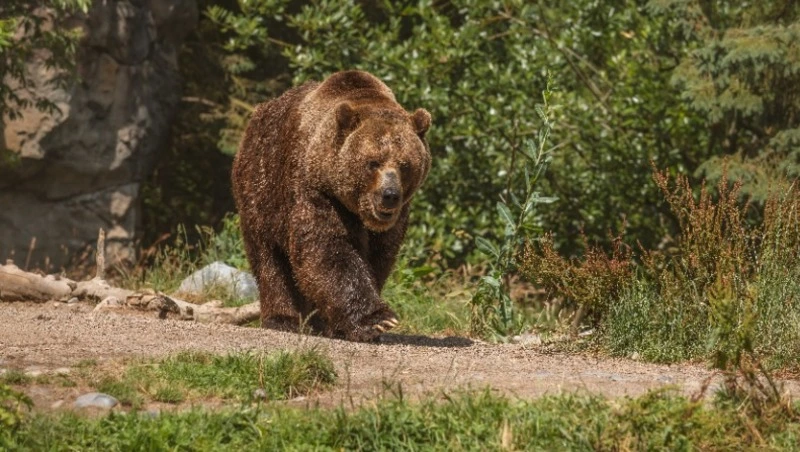 В Поронайске заметили медведя на территории бывшего бумзавода