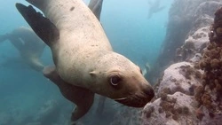 Дайвер-фотографы показали подводную жизнь морских котиков на острове Монерон