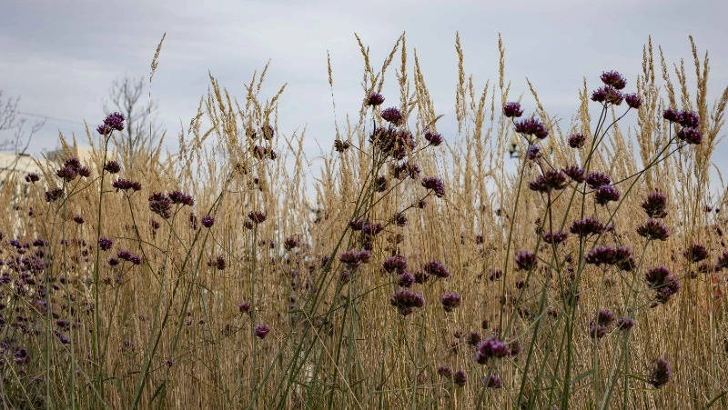 Дождливую и теплую погоду спрогнозировали синоптики в Сахалинской области 19 апреля