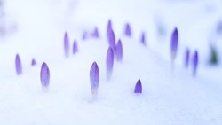 Синоптики уточнили прогноз погоды в Сахалинской области на 6 апреля 