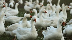 В Китае начали умирать от вируса птичьего гриппа