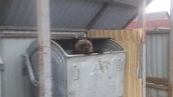 Медведь три дня воровал еду в Тымовском после смерти матери