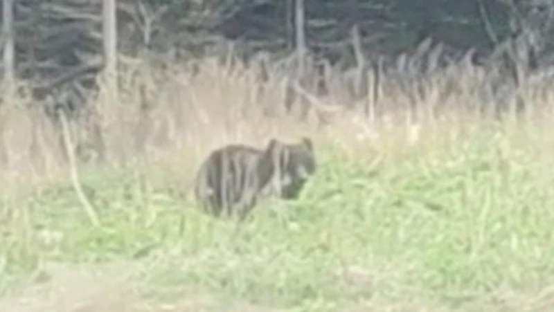 Медведя на выпасе заметили отдыхающие в Корсаковском районе