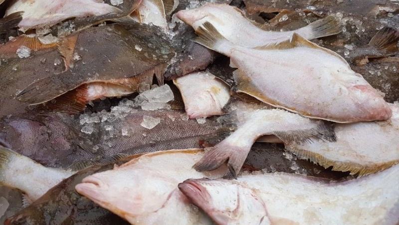 Свежую камбалу по 87 рублей за килограмм привезут в Южно-Сахалинск 