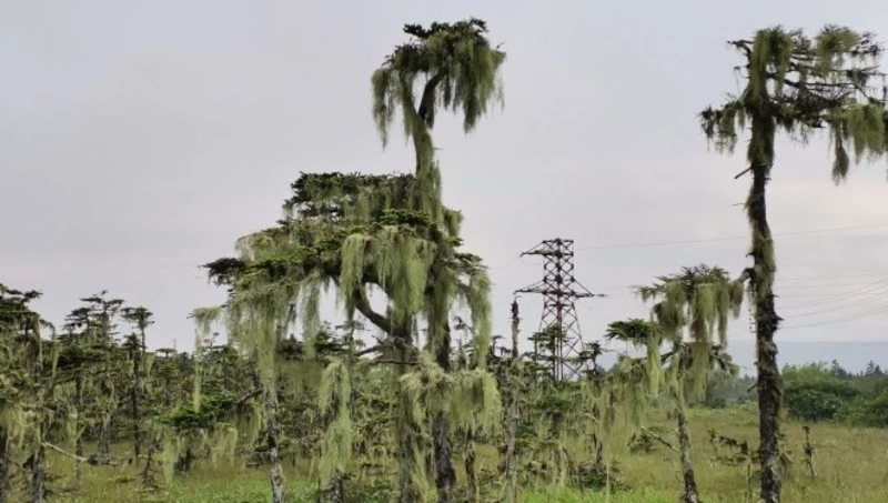 «Владения айнской богини»: необычные лишайники выросли на Курилах