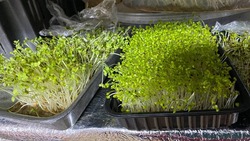 Как вахтовик с Сахалина занялся выращиванием микрозелени