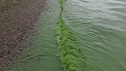 Ядовитый газ со дна: ученые назвали причину массовой гибели рыб в Тунайче