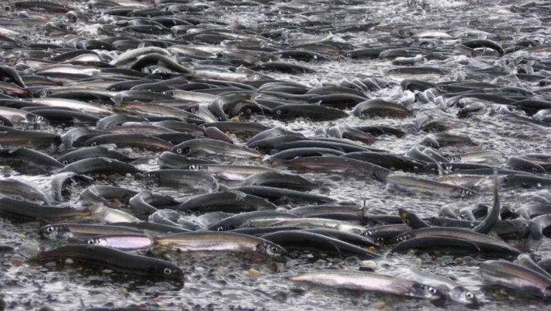 «Забили все заводы»: сахалинцы недовольны огромным количеством уйка