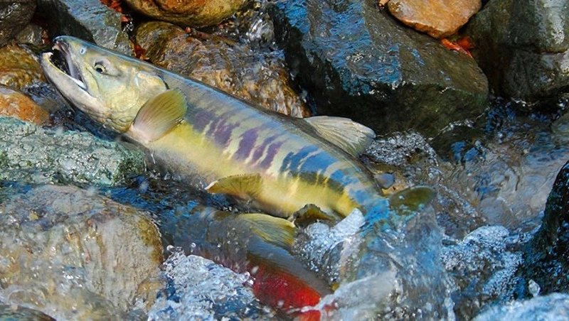 Минсельхоз РФ предложил новые ограничения для лососевой путины на Сахалине