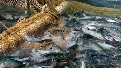 Эксперты спрогнозировали сокращение покупки лососевых россиянами