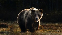  На Кунашире медведица защищала детеныша от туристов 