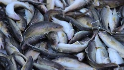 Сахалинские и курильские компании получили новые квоты на промысел рыбы