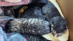 В Поронайске отыскали маму котят, выброшенных в мусорный бак