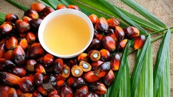 В Госдуме предложили ввести наказание за использование пальмового масла в продуктах 