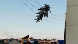 Жители Поронайска повесили елку на проводах в преддверии старого Нового года