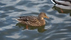 Охота на пернатую дичь на Сахалине в 2024 году: сроки, нормы добычи и как получить разрешение