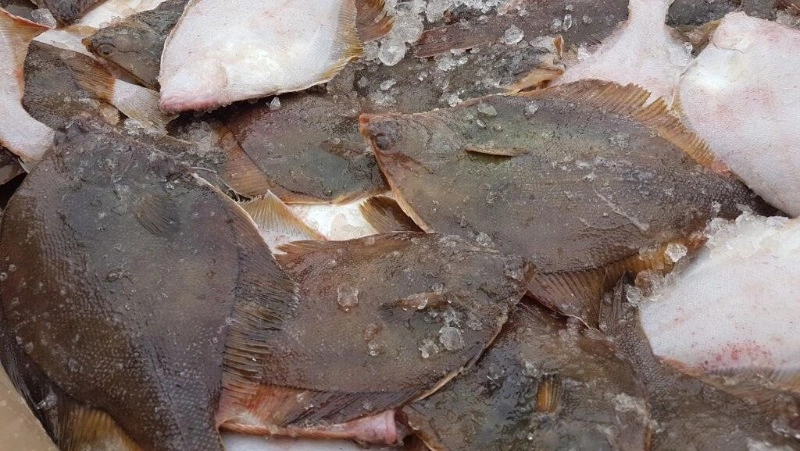 Свежую камбалу и красноперку доставили в Александровск-Сахалинский и Корсаков