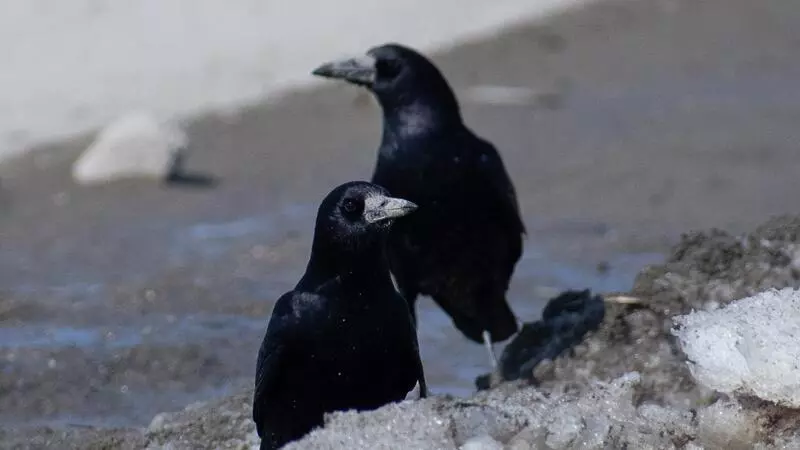 На Сахалин прилетели грачи, трясогузки и овсянки