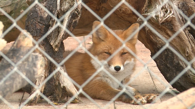 Звери сахалинского зоопарка начали готовиться к зиме
