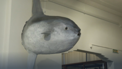 Гигантская рыба-луна вернулась в краеведческий музей Сахалина