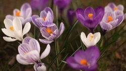 Тепло до +18 градусов принесет антициклон с Тихого океана на Сахалин