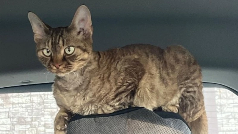 «За любимца отдам 30 тысяч рублей»: курчавый девон-рекс пропал в Анивском районе