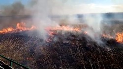 Лесные пожары и уголовная ответственность за возгорание в зеленой зоне