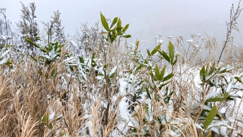 Ураган со снегом придет на Курилы, а на Сахалине будет тепло 30 октября