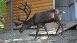 Северный олень лишился рогов в сахалинском зоопарке