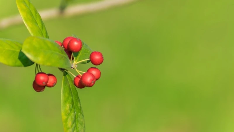 Несъедобные ягоды Сахалинской области