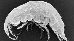 Новые виды бокоплавов открыл ученый СахНИРО у берегов Сахалина