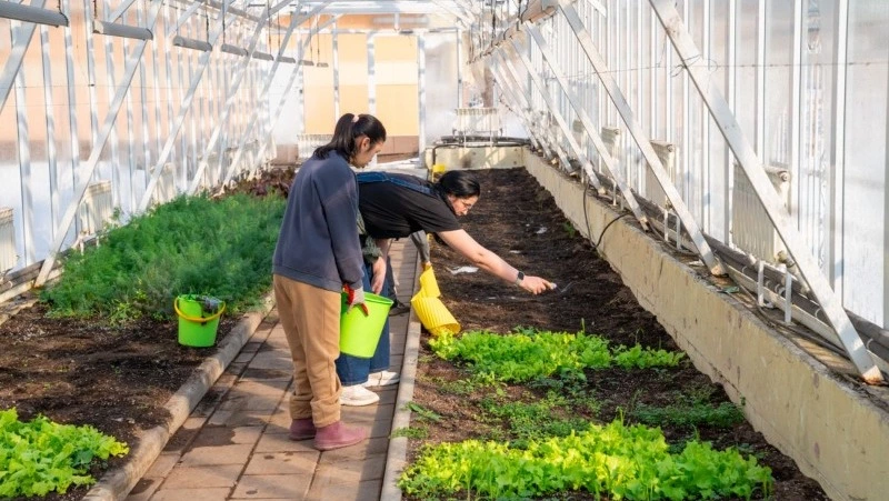 Своя зелень круглый год: студенты сахалинского техникума кормят горожан свежим урожаем