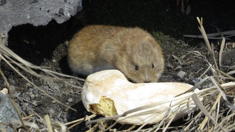 Будни полевки: знаменитый грызун с Парамушира распробовал пряники