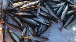 «Удача еще не отвернулась»: сахалинцы рассказали о прекрасной рыбалке