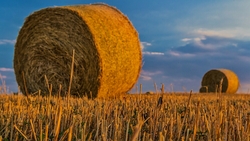 В «ГринАгро» собрали первые 8 тысяч тонн сена