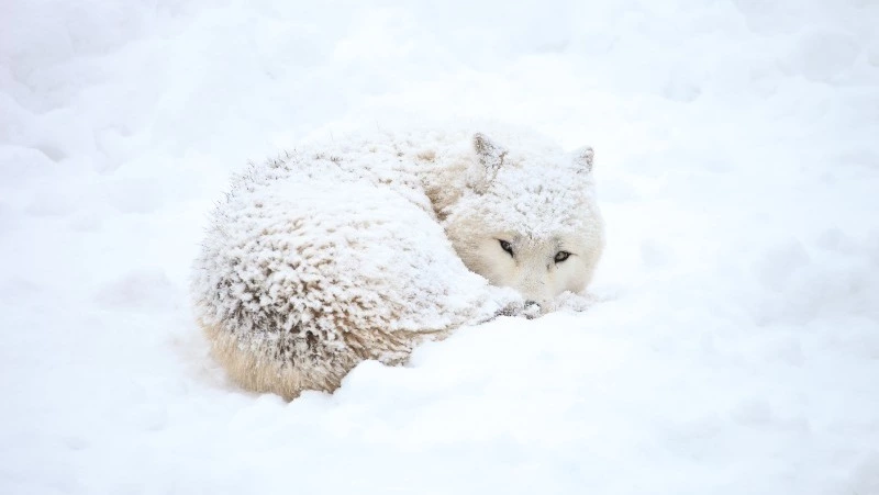 Циклон пройдет на Сахалине и Курилах в течение недели 21-27 февраля