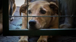 Специалисты отловили семь бездомных собак в Южно-Сахалинске 14 сентября