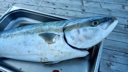 Рыбакам предложили 100 тысяч рублей за рекордный вылов тунца в Невельске 30 сентября 