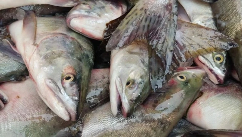 На Сахалине браконьерам за лов краснокнижной рыбы дали условные сроки, они не согласны с наказанием