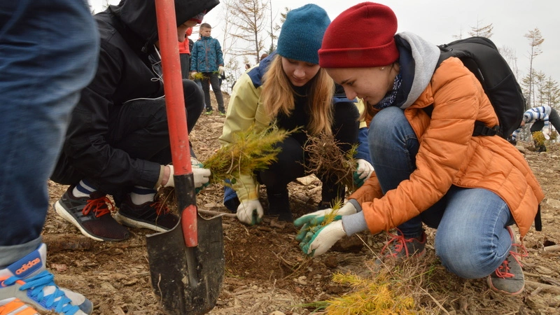 10 тысяч лиственниц высадили сахалинцы на «Горном воздухе»