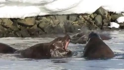 «Главный»: громкий разговор сивуча на Курилах попал на видео      