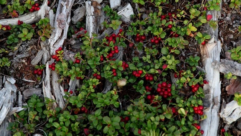 Житель Сахалина нашел кусты крупной брусники