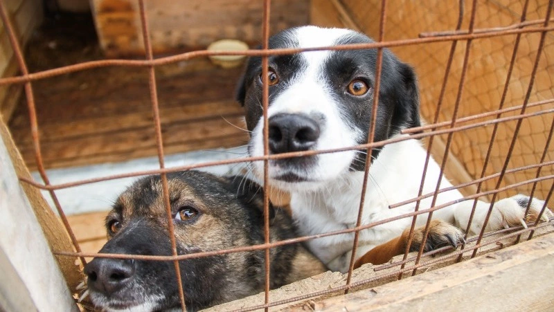 Корсаковцы могут взять из приюта собаку на лето