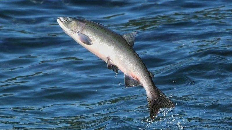 Любители начнут ловить горбушу на северо-восточном Сахалине