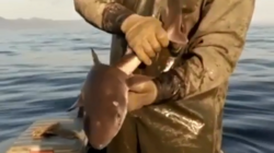 Сахалинец устроил фотосессию с живым малышом акулы