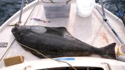 Сахалинские рыбаки гоняются за  белокорым  палтусом