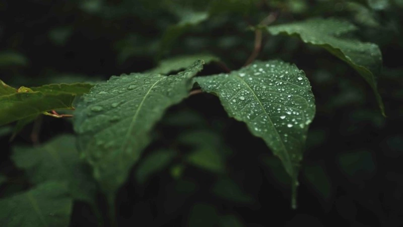 Синоптики спрогнозировали слабый дождь на Сахалине и Курилах 14 июля