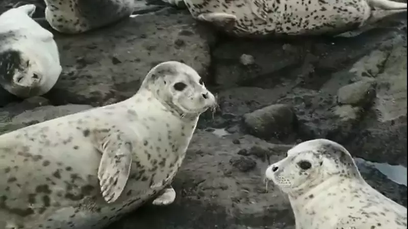 Сахалинские нерпы засветились в National Geographic