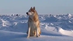 Сахалинского Хатико обнаружили недалеко от залива Мордвинова